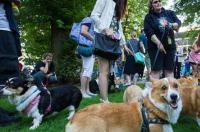 比格、米格鲁犬和巴吉度犬有什么区别？ 米格鲁犬和比格犬有什么区别