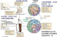 阿糖胞苷的作用机制是 阿糖胞苷的作用机制