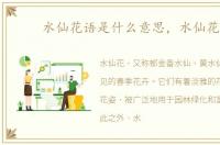 水仙花语是什么意思，水仙花语