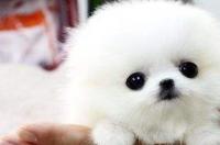 茶杯犬要怎么养?要注意什么。它吃什么狗粮最好？ 茶杯犬怎么养才健康