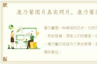 康乃馨图片真实照片，康乃馨图片