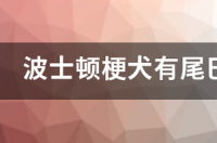 波士顿犬和法斗长得好相像，它们的区别有哪些呢？ 波士顿梗犬为什么耳朵趴下