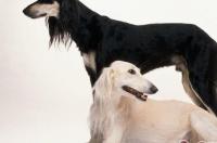 萨路基猎犬多少钱品相好点的在1000元左右？ 萨路基猎犬是禁养犬吗