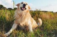 适合家养的大型犬排名是怎样的？ 家养大型犬排名