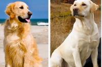拉布拉多和金毛哪个好？ 拉布拉多犬好还是金毛犬好