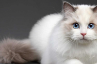 猫的颜色黑灰色、长毛、体型大、眼睛有神，是什么品种？ 眼睛大且圆的猫品种