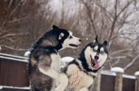 二哈是雪橇犬吗？ 雪橇犬和二哈区别