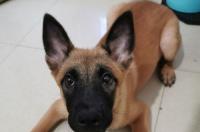怎样训练马犬？ 如何训练马犬