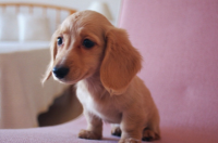 小型犬种类？ 小型犬品种图解