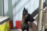 狗狗得了犬瘟热已经无法动弹还不断抽搐能治好吗？ 狗瘟症状能治好吗