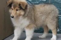 关于苏格兰牧羊犬的电影或动画？ 苏格兰牧羊犬哪里有卖