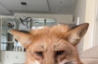 哪些鼠类动物可以当宠物养？ 宠物鼠怎么养