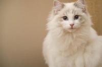 养只布偶猫普通的月开支大约需要多少？ 100万的布偶猫