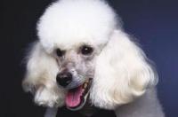 宠物狗什么品种比较好？ 宠物名犬
