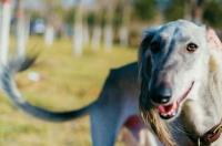细犬和灵缇的区别？ 灵缇犬和细狗
