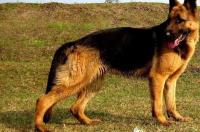 军犬都是什么品种？ 军犬品种