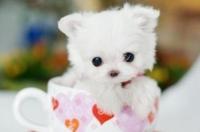最小的狗，茶杯犬，你知道多少钱一只吗？ 茶杯犬茶杯犬小狗