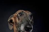 猎狗有很多种，山区打猎最厉害的狗当属谁？ 猎犬打猎的