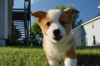 柯基和边牧犬的区别？ 威尔士柯基和普通柯基的区别