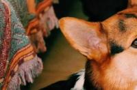 柯基有什么优点？ 柯基犬性格温顺吗
