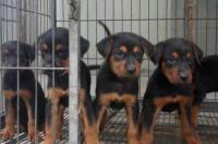 怎样驯养莱州红犬？ 莱州红犬幼犬3个月