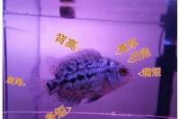 罗汉鱼苗怎么挑选？ 罗汉鱼苗怎么挑选图解