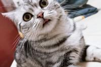 又便宜又好的猫粮排名，什么猫粮好而不贵？ 世界上最好的猫粮排名