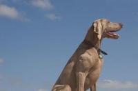十大最聪明小型犬排名？ 中国十大聪明犬排名
