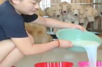 狗宝是什么？ 狗宝