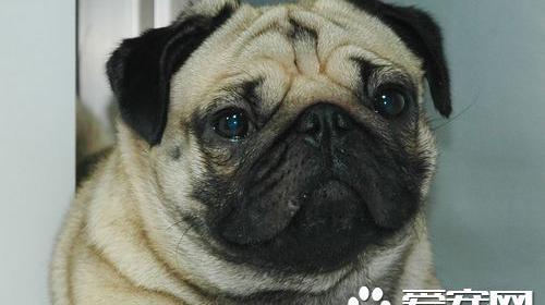 巴哥犬怎么看纯种 如何辨别纯种的巴哥犬