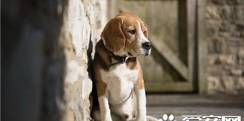 比格犬成年后性格 比格犬性格优点和缺点
