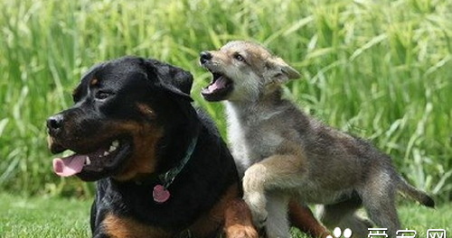 罗威纳犬打架 罗威纳犬是比较凶猛的狗