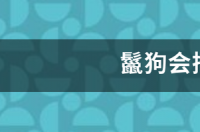 鬣狗为啥不敢掏肛人类 鬣狗会掏人类吗