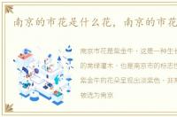 南京的市花是什么花，南京的市花是什么