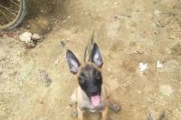 纯种马犬什么标准？ 纯种小马犬