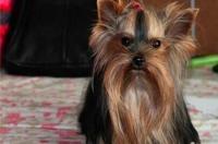狗狗蛔虫怎么治？ 犬蛔虫病