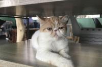 加菲猫优缺点？ 养加菲猫的优缺点