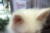 怎样区分纯种博美 尖耳博美和圆耳博美
