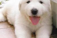 如何预测大白熊幼犬长大后体型？ 大白熊从小到大体重表