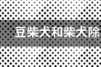 豆柴和柴犬哪个性格好？ 豆柴犬和柴犬的价格