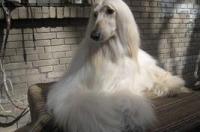 巴尔干猎犬一窝能生几只 巴尔干猎犬性格优点和缺点