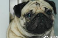 巴哥犬有哪些特征？ 纯种巴哥犬特点及