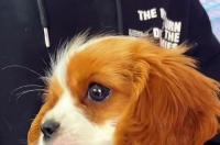 查理王犬好养吗？ 小猎犬查理王