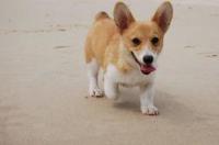 怎样养两个月大的柯基犬?疫苗驱虫要什么时候做的？ 柯基2个月幼犬怎么养