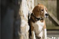 查理士王小猎犬和比格是一个种类吗？ 比格猎犬优点和缺点
