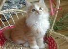一个月的狮子猫吃什么？ 狮子猫2个多月的照片