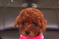 泰迪3斤算茶杯吗？ 茶杯泰迪犬的价格