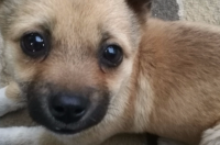 世界上十大名狗是那些？ 十大名犬品种