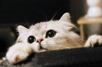 波斯猫的外形特征是什么？ 波斯猫的外貌特点和特性