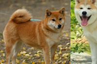 柴犬和狗狗区别？ 美国柴犬和日本柴犬的区别